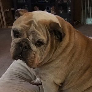 Meet your Posher, Patty